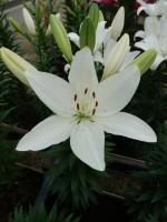 [5700 DJ LA-11 No02.JPG]